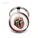 Anatomical Heart Key Chain Silver Key Chain Glass Metal Keychain Keyring Heartbeat Sign Pendant Biologist Doctors Gifts